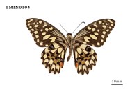 Papilio demoleus  Collection Image, Figure 3, Total 6 Figures